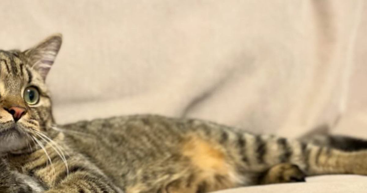 ソファでくつろぐ猫→飼い主と『そっくりの体勢』で……『まさかの光景』に「手の使い方がプロ」「もはや猫の皮を被った人間ｗ」と話題