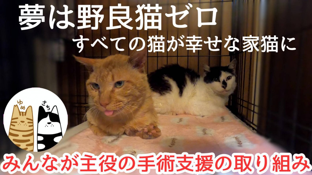 福岡、そして九州の『野良猫問題』根本からの解決を目指す取り組み