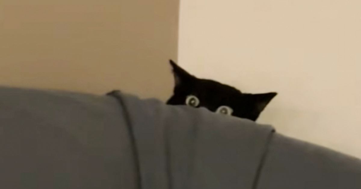 ペットシッター入室時、怖がりで隠れていた黒猫→少しずつ距離が縮まって…キュンとくる光景が26万再生「だれって感じが可愛いw」「さすがプロ」