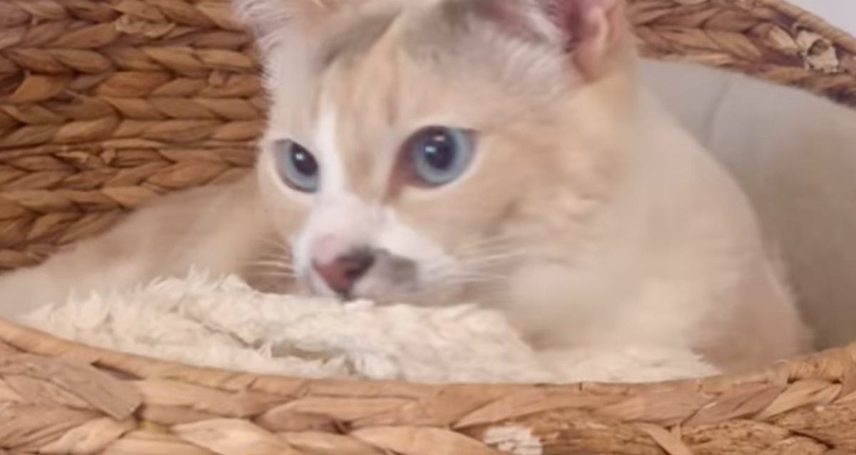 リラックスしていた猫→パパが『おなら』をした次の瞬間…突然の"悲劇"の様子が笑えると6万再生「表情豊かｗ」「途中で止まっちゃったねｗ」