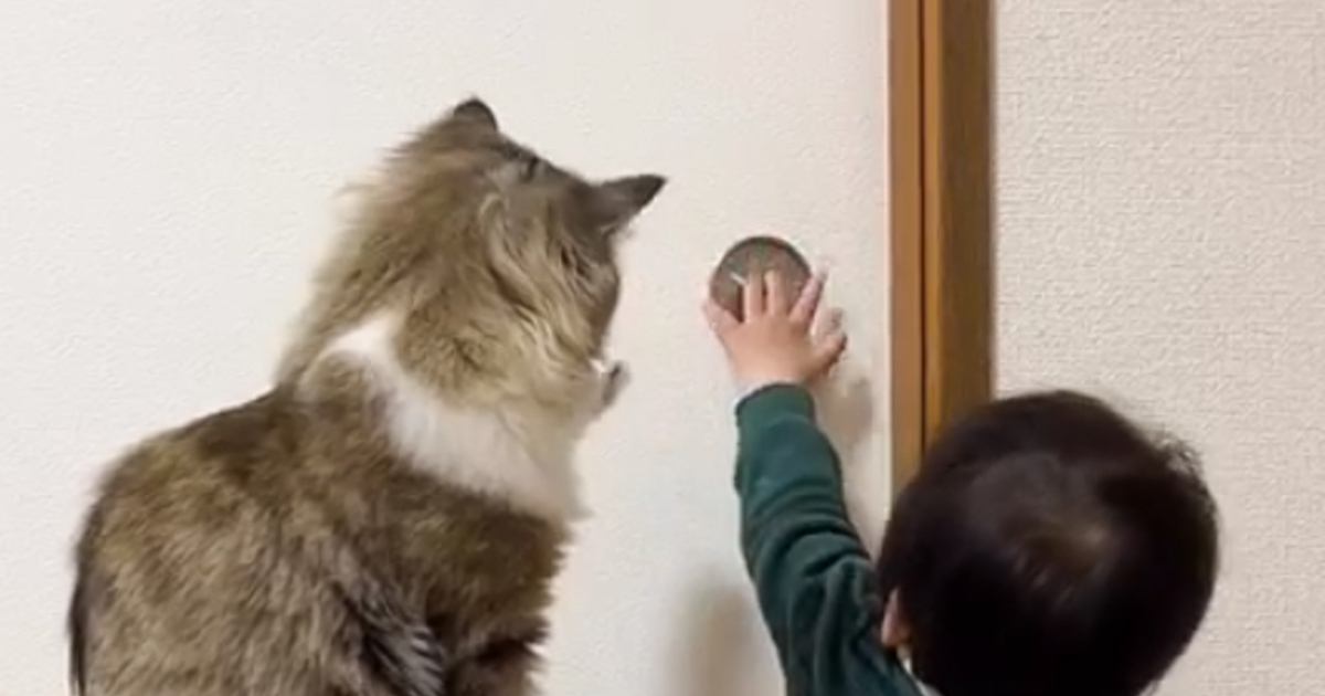 扉を開けようとする赤ちゃんに……となりにいた猫がとった『まさかの行動』と激戦の様子が28万再生「コントみたいｗ」「たまらなく可愛い」