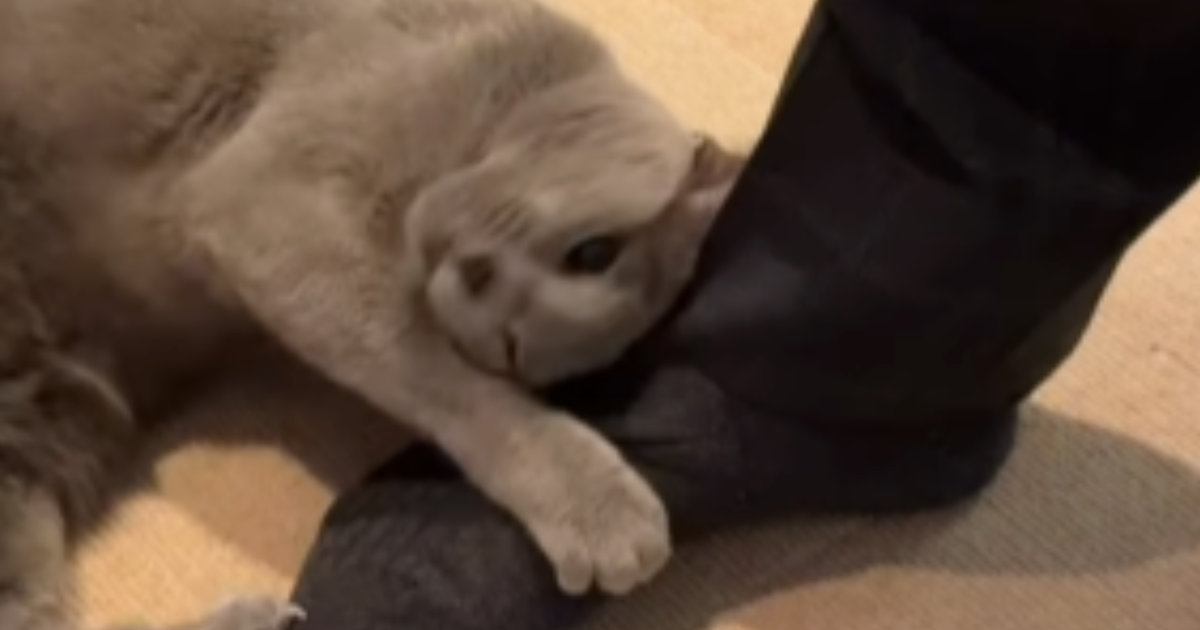 出張から帰ってきたお父さん→『女子猫』たちが集まってきて…モテモテすぎる『お出迎えの光景』に爆笑「二刀流すごいｗ」「魅惑の香りｗ」