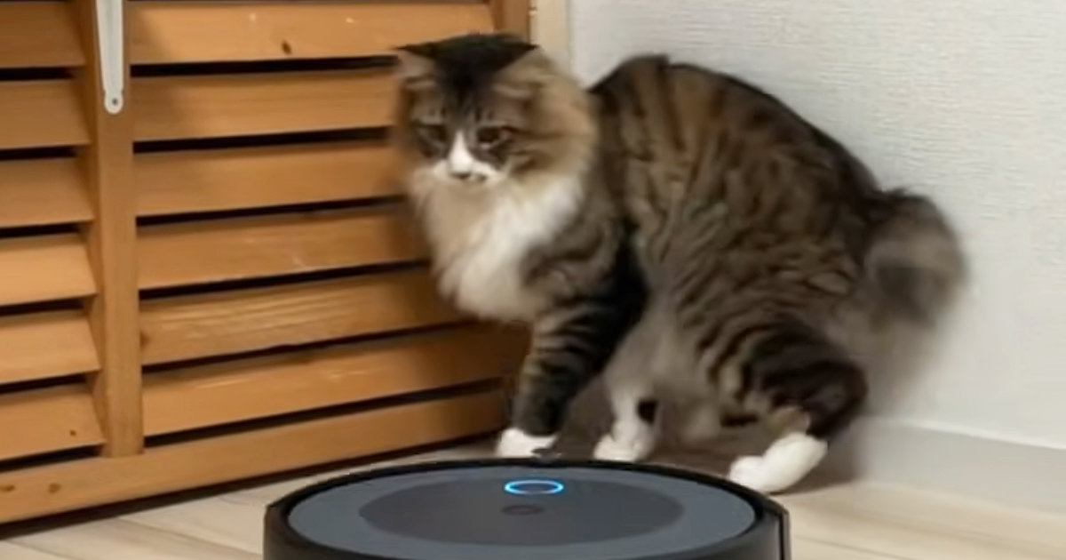 お掃除ロボットを導入してみたら…元野良猫が見せた『可愛すぎる反応』に「ニヤニヤしたｗ」「ほんと癒されたｗ」と7万再生