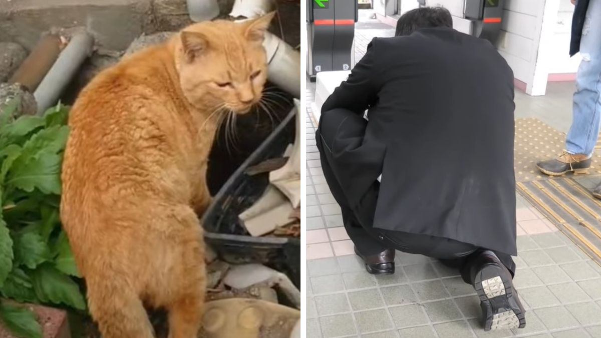 『駅に10年いた名物猫』がついに卒業へ…新しい人生を歩み始める姿に喜びの声多数「末永く幸せに」「本当にありがとう」