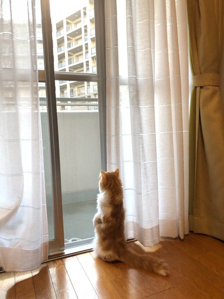 マンション猫と一軒家猫、生活や性格に違いは出る？