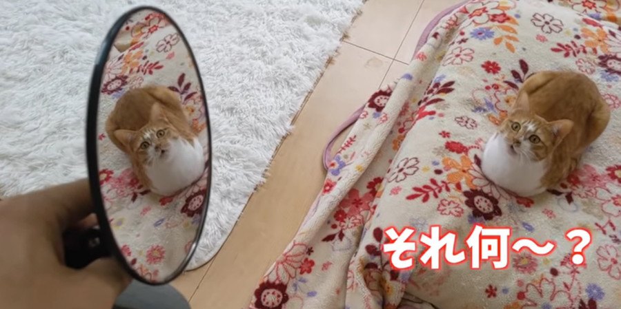 鏡に映るもうひとりの自分に戸惑う猫ちゃんたち♡