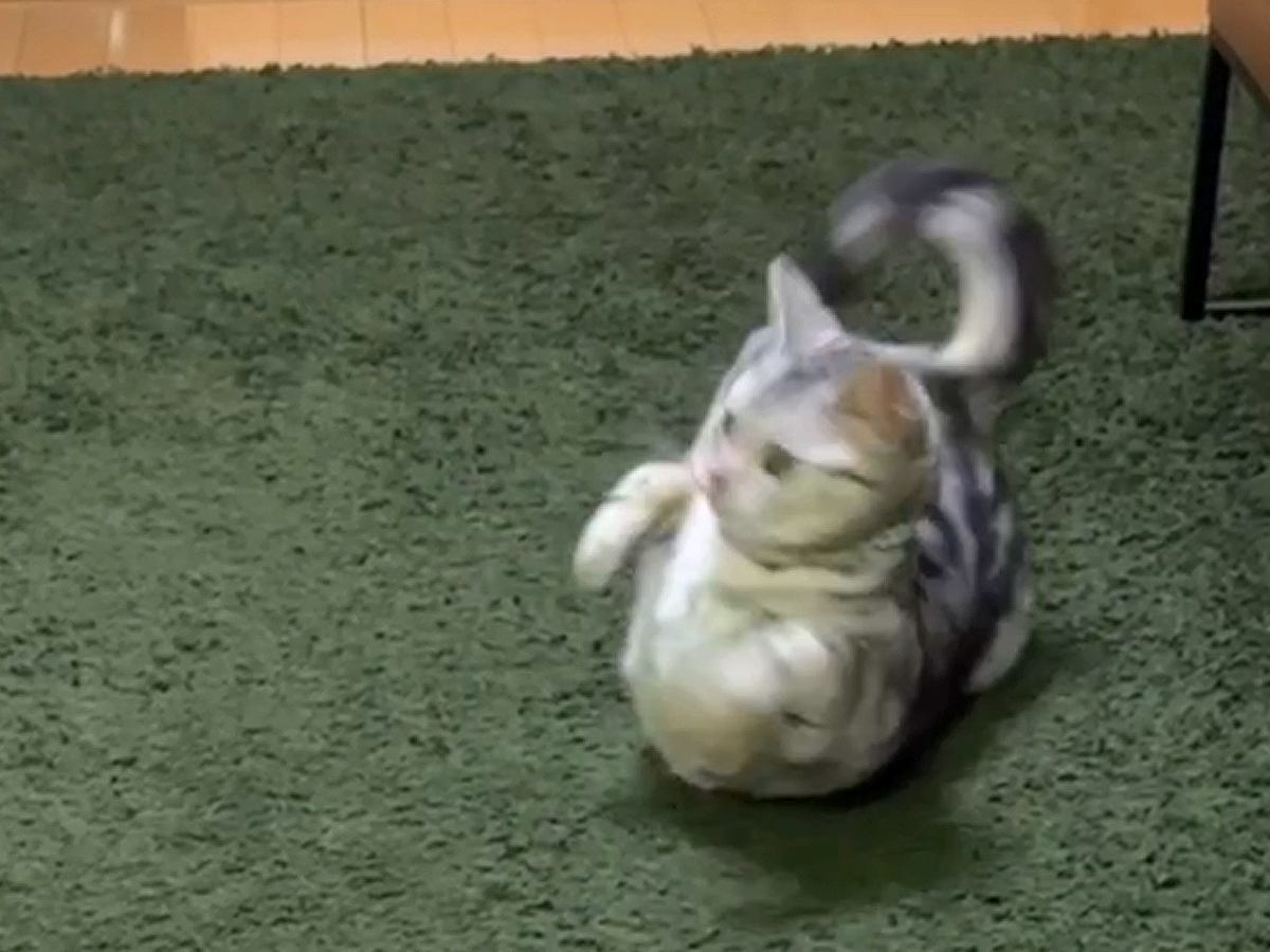 “ヘソ天”している猫を撮影しようとしたら、同居猫が物音を立ててしまい…『まさかの反応』に「反射神経めっちゃいい」「かわいすぎる」