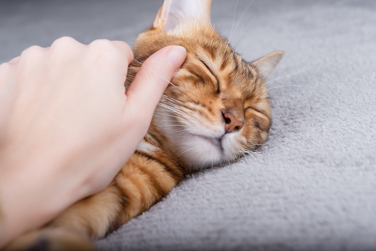 『睡眠中の猫』に絶対やってはいけないタブーな行為4つ　不機嫌になる、ではすまされない！