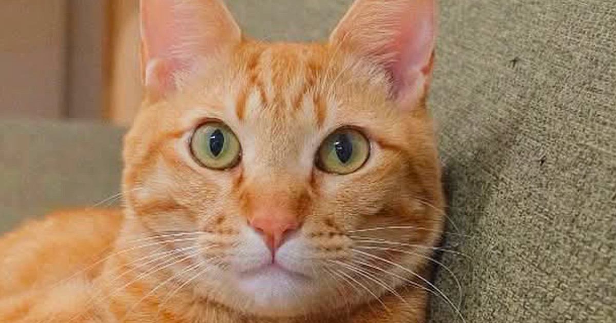 ソファに座っていた茶トラ猫→足を見ると…思わず二度見する『まさかの光景』に1万いいね「立体交差手んｗ」「なんか多い気がするｗ」
