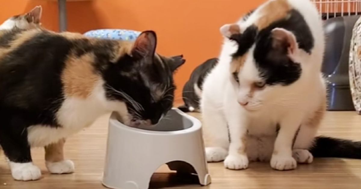 同居猫に『自分のご飯』を奪われてしまった猫……予想外の行動をとる様子に「きっと性格が優しいんだね」「かわいい～」と3万再生の反響