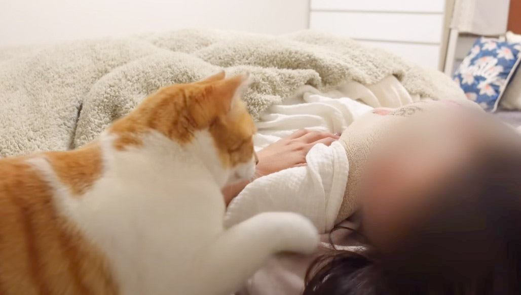 『起こし方が超絶かわいい猫』素敵すぎるモーニングルーティンに180万人が悶絶 「本当に羨ましい」「元野良とは思えない」の声