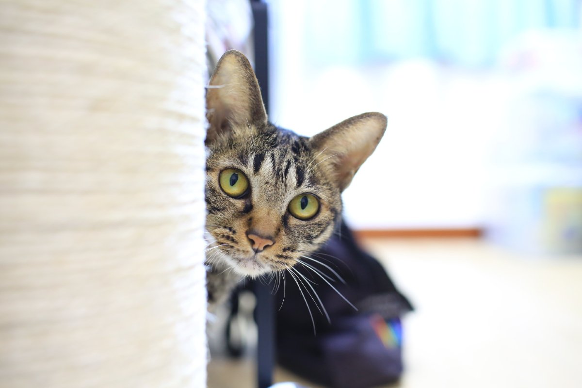 猫が『警戒する』飼い主のNG行動3つ　信頼を失う可能性も？安心させる接し方まで