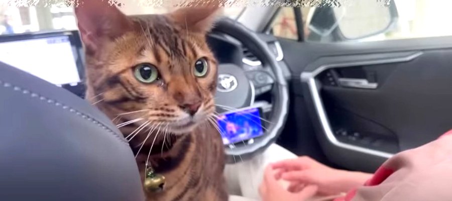 おやつを食べてお昼寝！車内でおりこうに待つ猫ちゃんたち♡