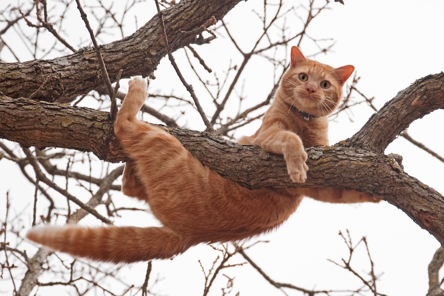 どんくさくて可愛い♡猫あるある6選