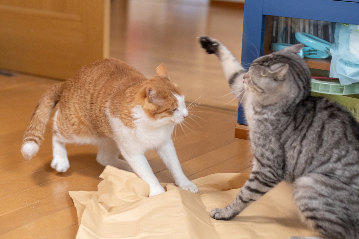 兄弟猫が『急に仲が悪くなった』！考えられる3つの原因と対処法