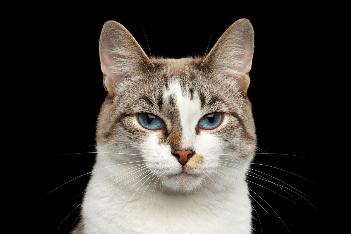 猫の『顔つき』は生活環境で変わる！猫の見た目に影響を与える要因4選