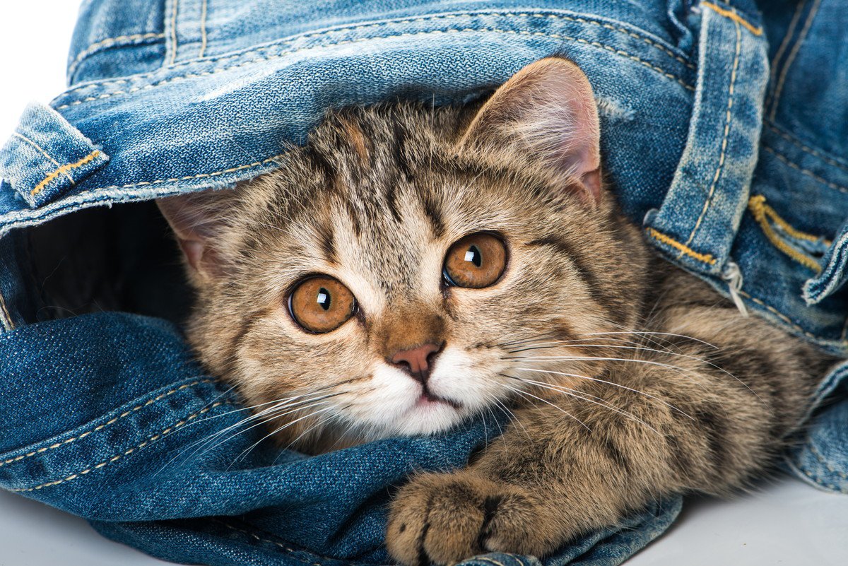 猫が『服の中に入る』のはなぜ？5つの気持ち