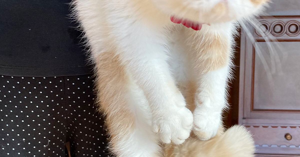 台所に行った猫→おばあちゃんにつかまって…まさかの『表情』に爆笑の声「めっちゃかわいいｗ」「婆ちゃんの強者感が凄いｗ」と10万表示