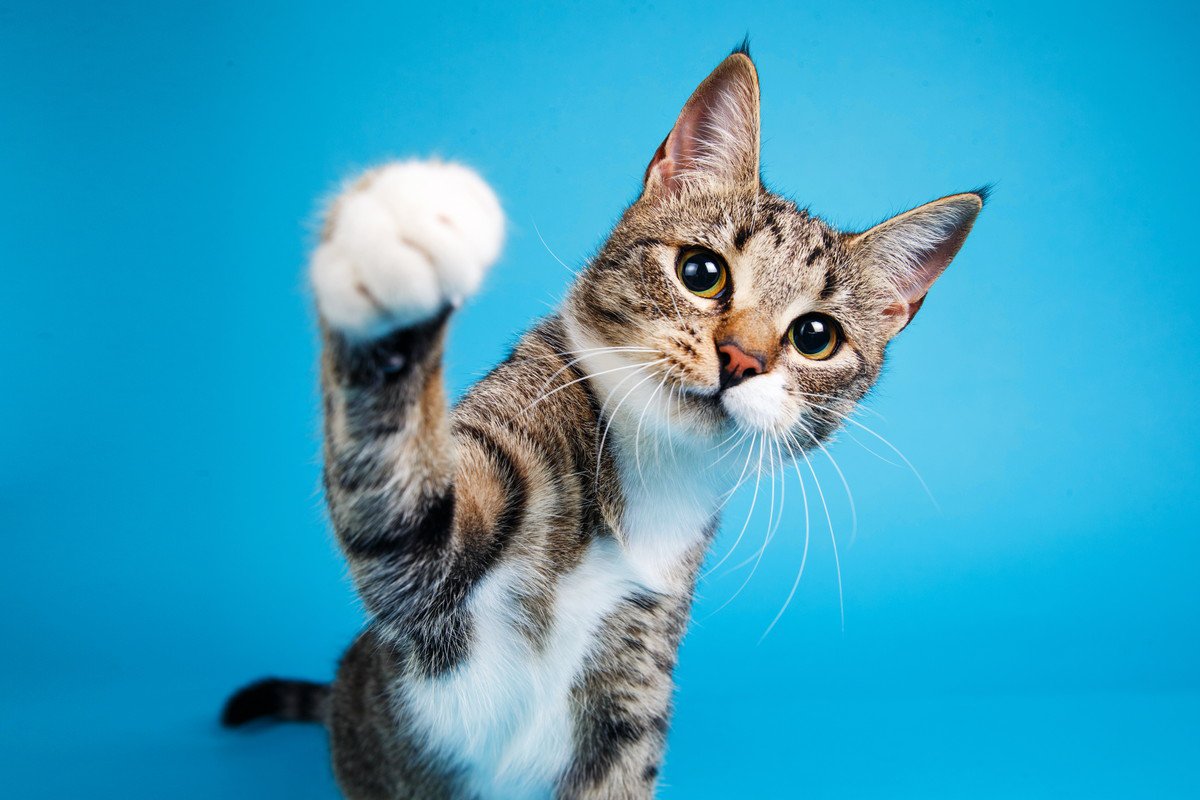 猫に『引っかかれやすい人』に共通する3つの特徴　猫ではなくあなたに原因があるかも？