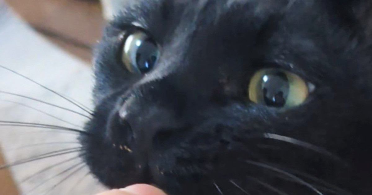 可愛い顔をしておやつを食べようとしていた黒猫→『おてて』を見ると…まさかの光景に1万いいね「かわいい猛獣」「むしろご褒美」
