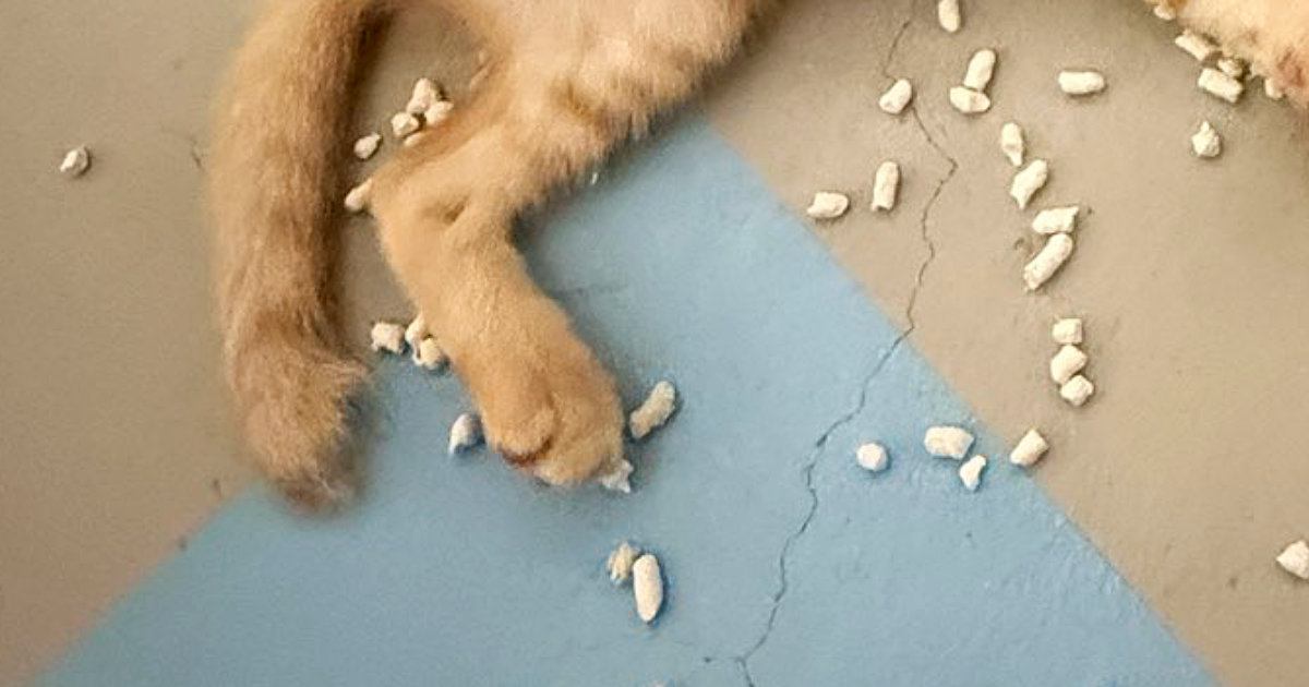 夜中の12時過ぎ、子猫たちがいる部屋のドアを開けたら…目に飛び込んできた『まさかの光景』に「深夜の大掃除ｗｗ」「ノリノリｗ」と爆笑の声