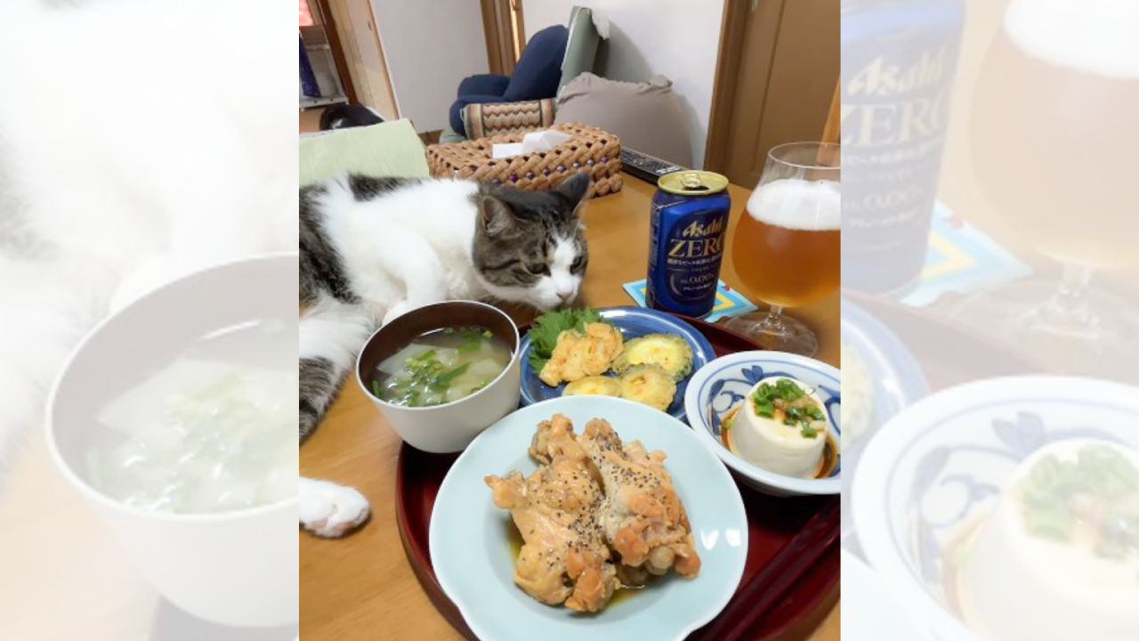 日に日に『ご飯をパクるスキル』がレベルアップしてきた猫…『巧妙な手口』に爆笑の声「天才で笑った」「真剣に見たらｗ」と134万再生