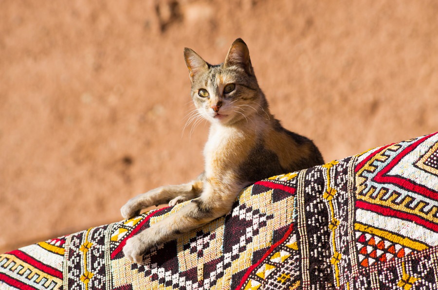 猫を盾にされ古代エジプト人が敗北！ペルシャ兵のとった戦略とは