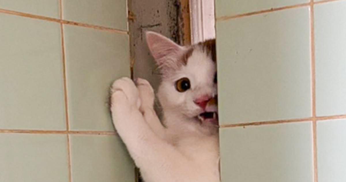 『何かを察知して逃げた猫』を探し回った飼い主→ようやく見つけたと思ったら…"まさかの姿"に5万いいね「吹いてしまった」「可愛すぎる」