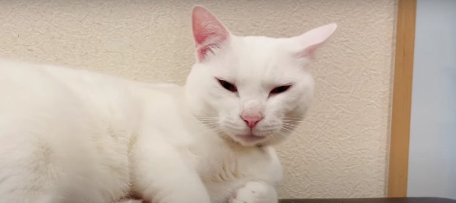 『眠気には勝てなかった…』ひとりぼっち猫ちゃん？