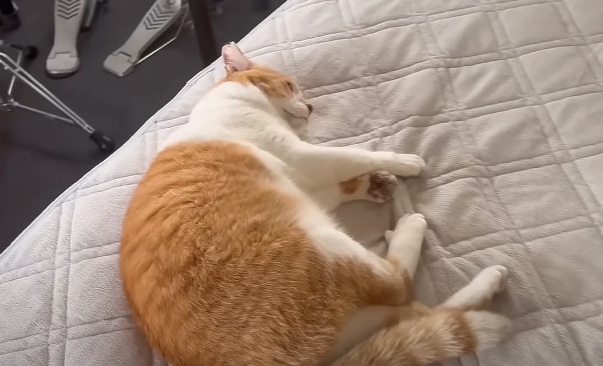 大好きな兄が修学旅行に行ったら、猫が…兄の部屋で見せた『切ない行動』と再会の瞬間が108万再生「繊細さに涙がでた」「家族愛に感動」