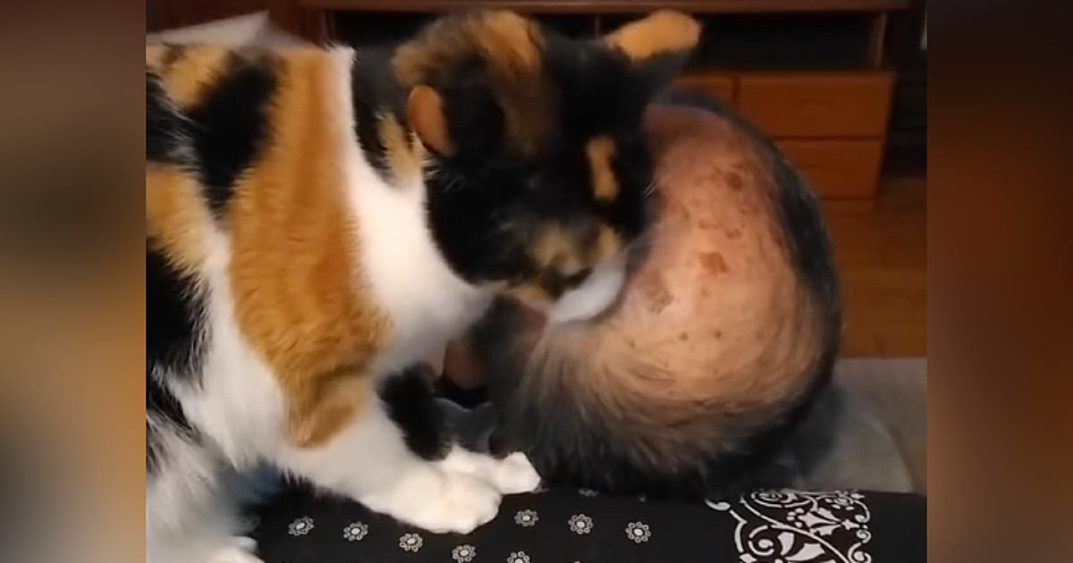 母から毎日送られてくる『猫と父』の様子→笑わずにはいられない『内容』に反響「子猫のパヤパヤだと思ってるかも」「頭皮痛そうｗ」