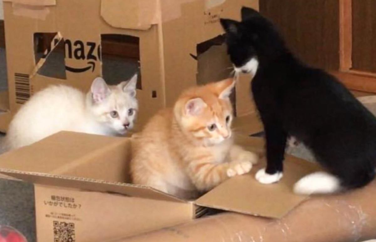 小さい頃から一緒だった3匹の猫たち→８年後になると……心温まる"成長ビフォーアフター"が1万いいね「全部かわいい」「愛されてる」