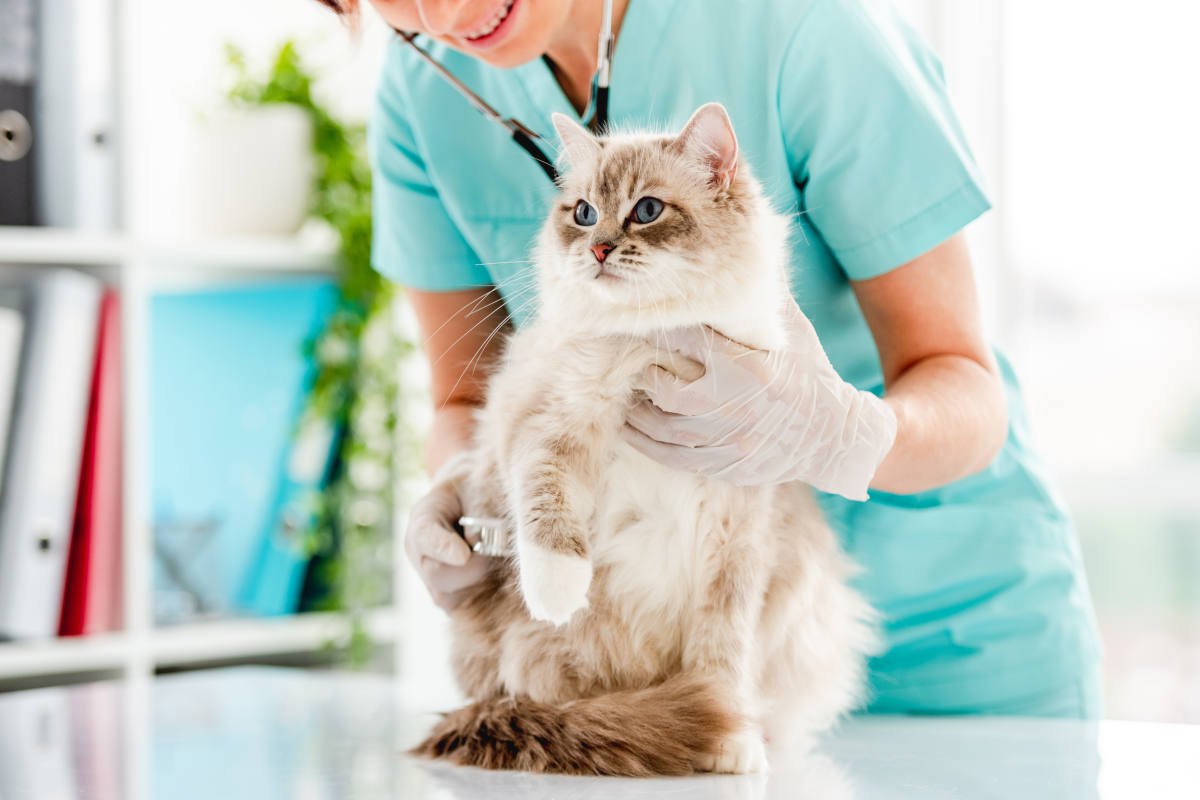 愛猫と『動物病院』に行くときに絶対にやってはいけない5つのこと　守るべきマナーとは
