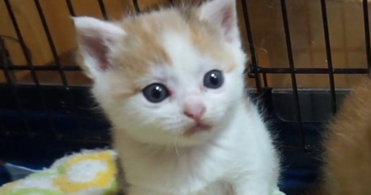 生後1か月のおっとりとした子猫→あっという間に大きくなって…約1年間の『成長記録』が尊すぎると150万再生「大人しいｗ」「たまらない」