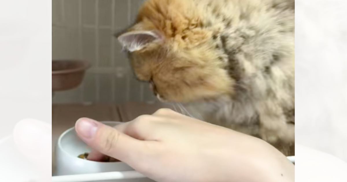 「特殊すぎるｗｗ」甘えん坊な猫→まさかの『ごはんの食べ方』に注目が集まり14万再生突破「手のかかる子やなぁｗ」「愛おしい」