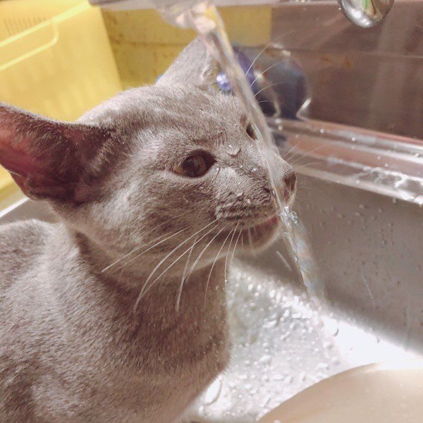 気付いていあげよう！猫の「喉が乾いた！」７つのサイン