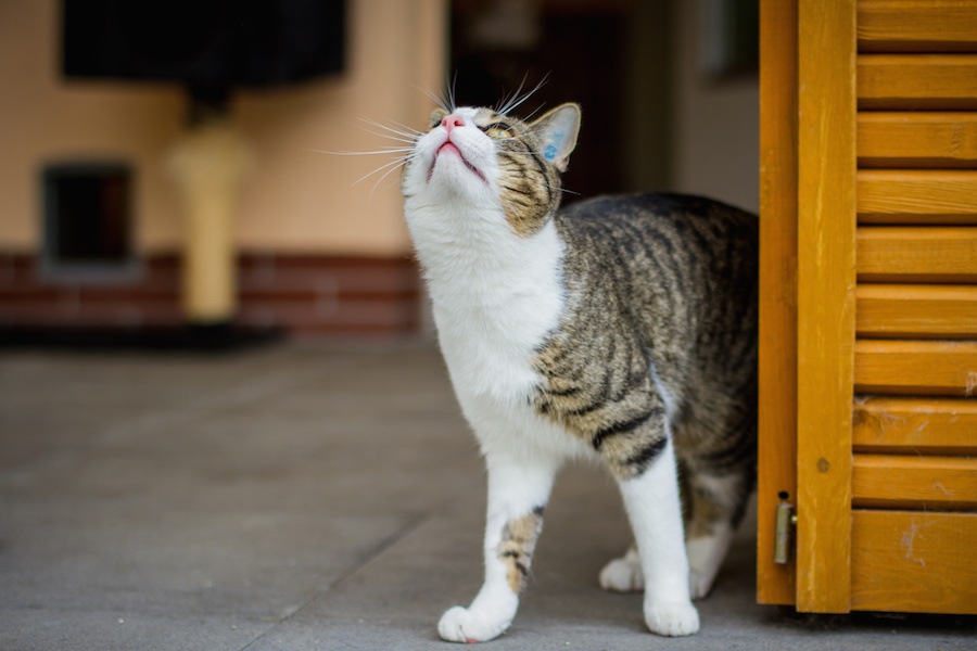 猫に最適な空気清浄機の選び方とおすすめ商品