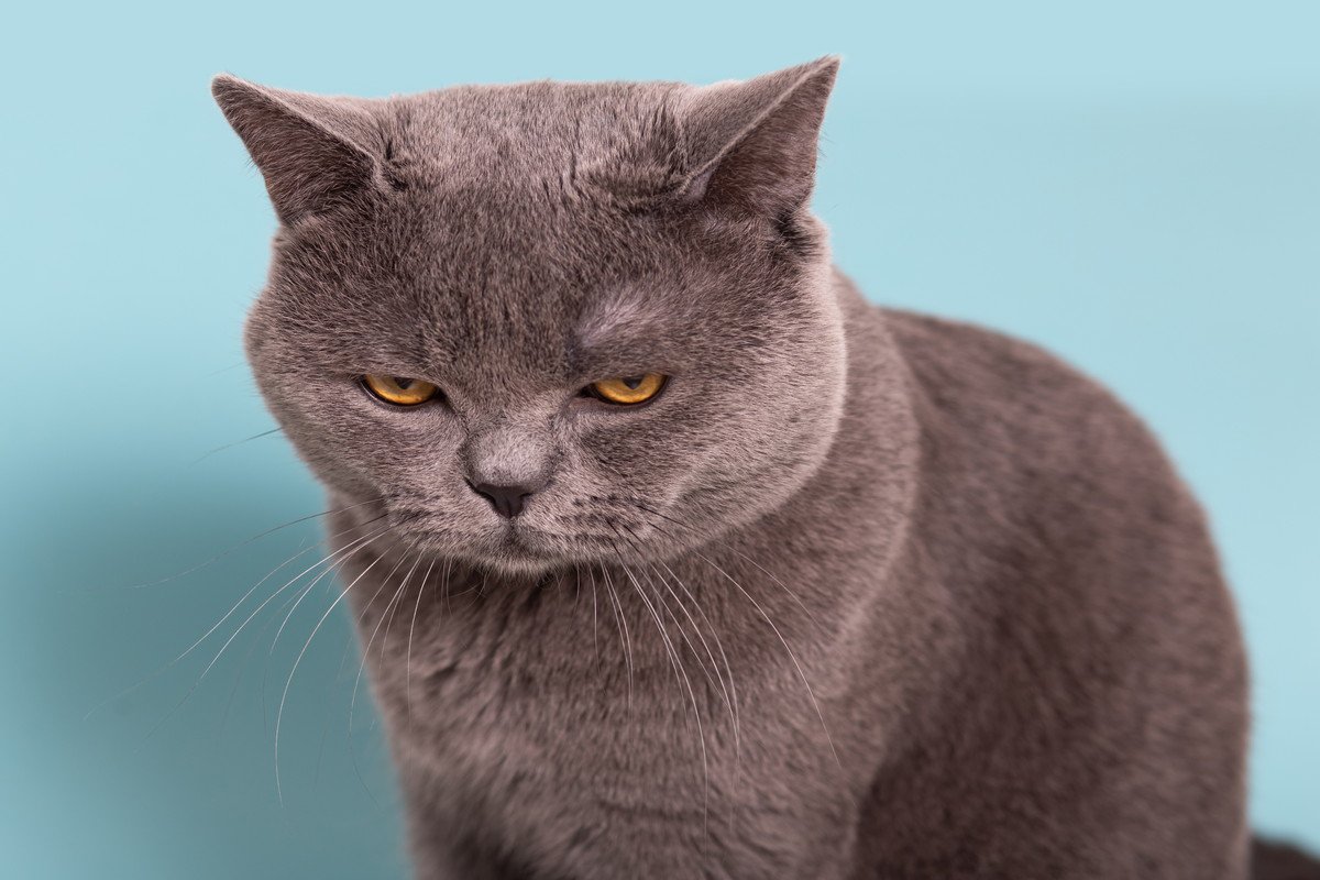 猫が『しかめっ面』をしているときの心理4選　怒っているわけではない？意外な理由を解説