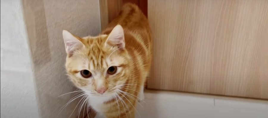 完全マスター！猫ちゃんの新技“扉開け”♡