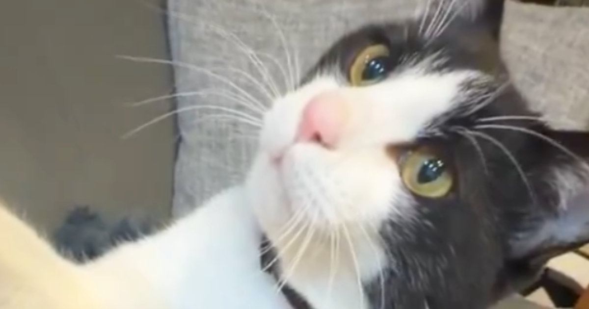 『ナデナデ』に満足がいかなかったネコ→次の瞬間…『悶絶級の行動』に「おねだりの仕方が罪すぎる」「むしろされたいｗ」と１万いいね