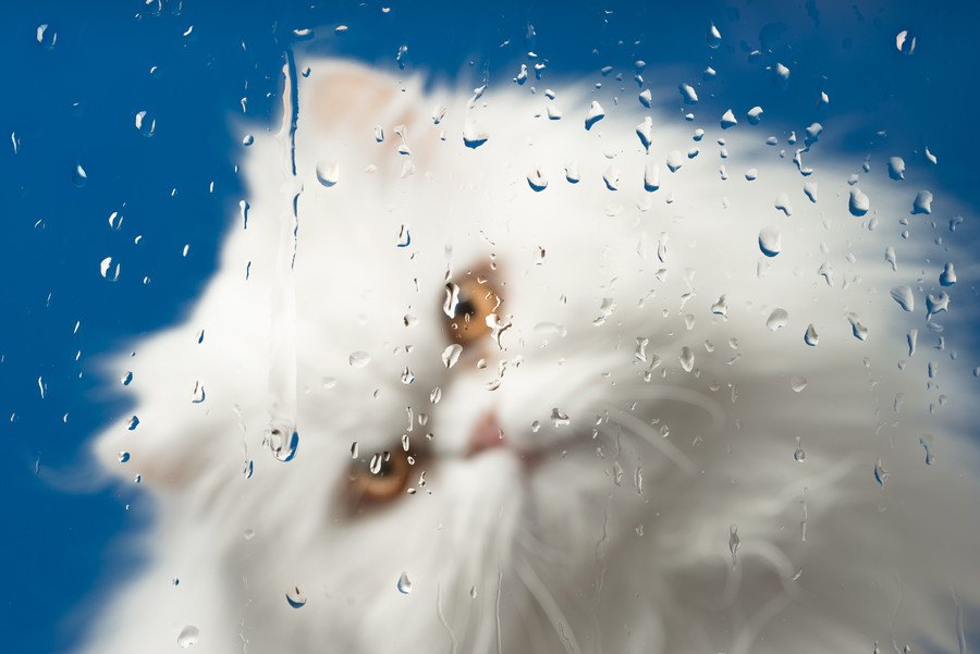 猫が『雨の日』によく鳴く・暴れる５つの理由と対処法