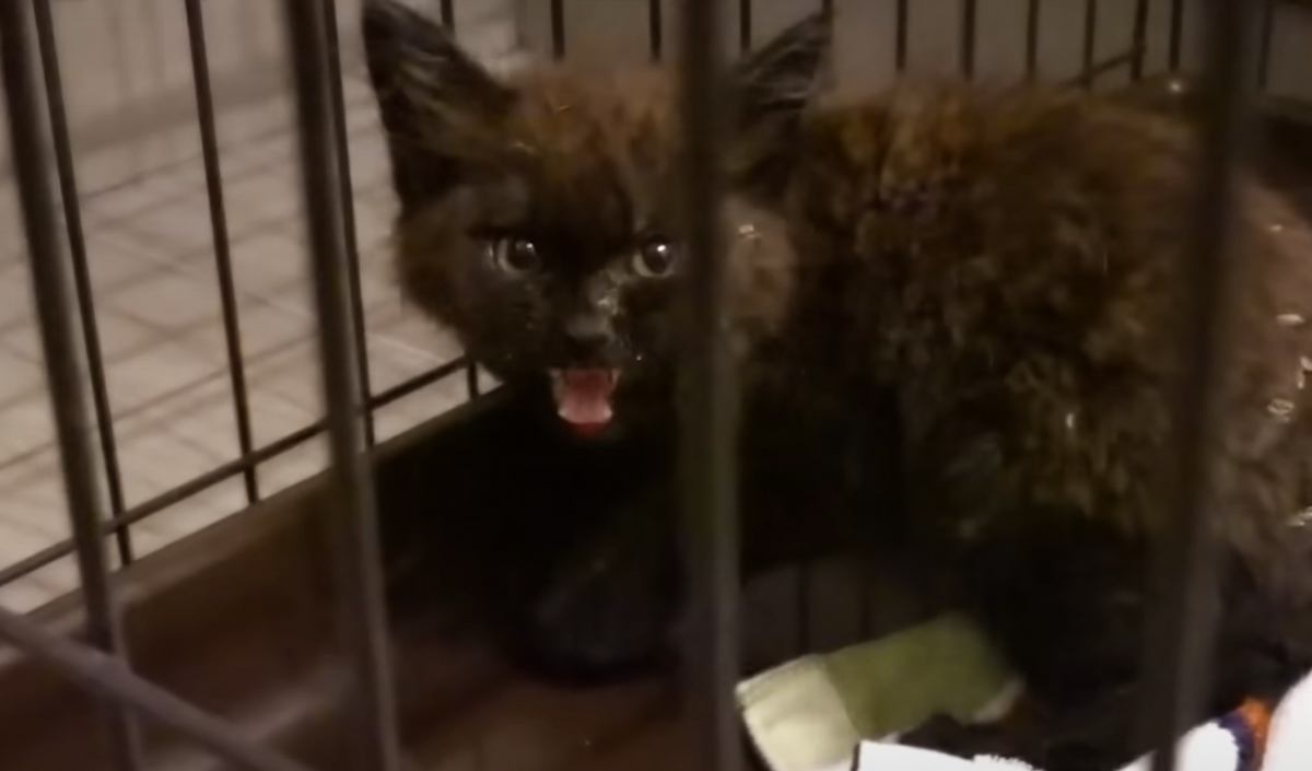 暗闇の中で鳴いていた『泥だらけの子猫』を保護→『致死率99%の大病』を発症して…感動の軌跡に涙する人が続出「涙腺崩壊する」「泣けてくる」