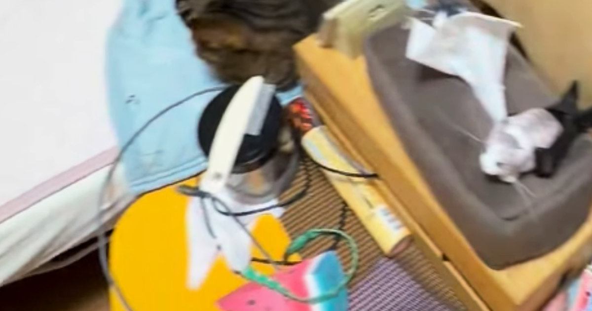 22時、寝ようと寝室へ向かうと『猫たちがベッドを占拠』…可愛すぎる光景に笑う人が続出「居場所ないｗ」「密度高くて羨ましい」と15万再生