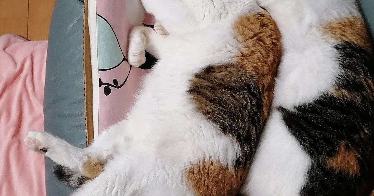 箱の中でぴったりと寄り添って眠っていた『姉妹ネコ』…尊すぎる『シンクロ寝』に癒される人続出「めっちゃ良い」「寝顔は秘密ｗ」