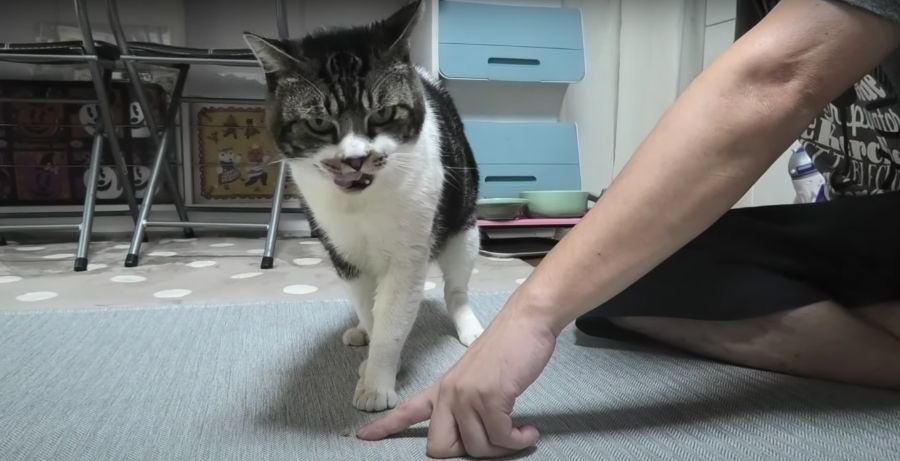 食べるのに一苦労？！猫ちゃんVS小さなおやつ！