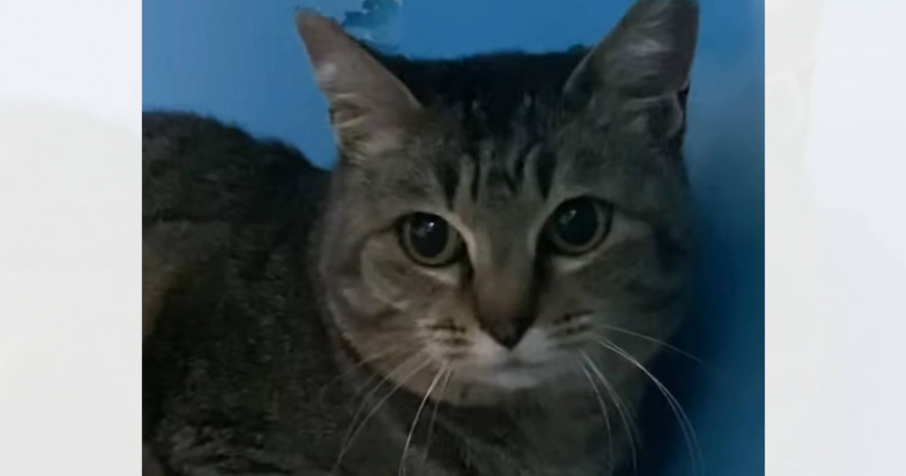 『なかなか心を開いてくれなかった保護猫』が、突然…寝ている最中に起きた『予想外の出来事』に感動の声「涙出ちゃった」「良かったね本当に」