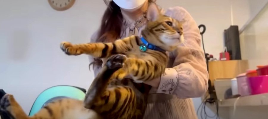 『察したニャ…』ワクチンのため動物病院に行く親子猫さん