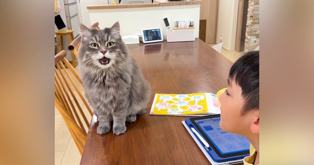 男の子が猫に向かって『歌い始める』と…完璧なタイミングで反応をする『驚きの展開』が37万再生「ふたりとも上手」「素敵な合いの手ｗ」