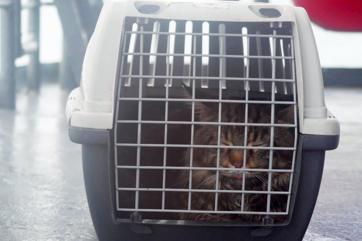 「うっかり見落とされて」豪州との間を飛行機で一往復半しちゃった、気の毒な猫　ニュージーランド