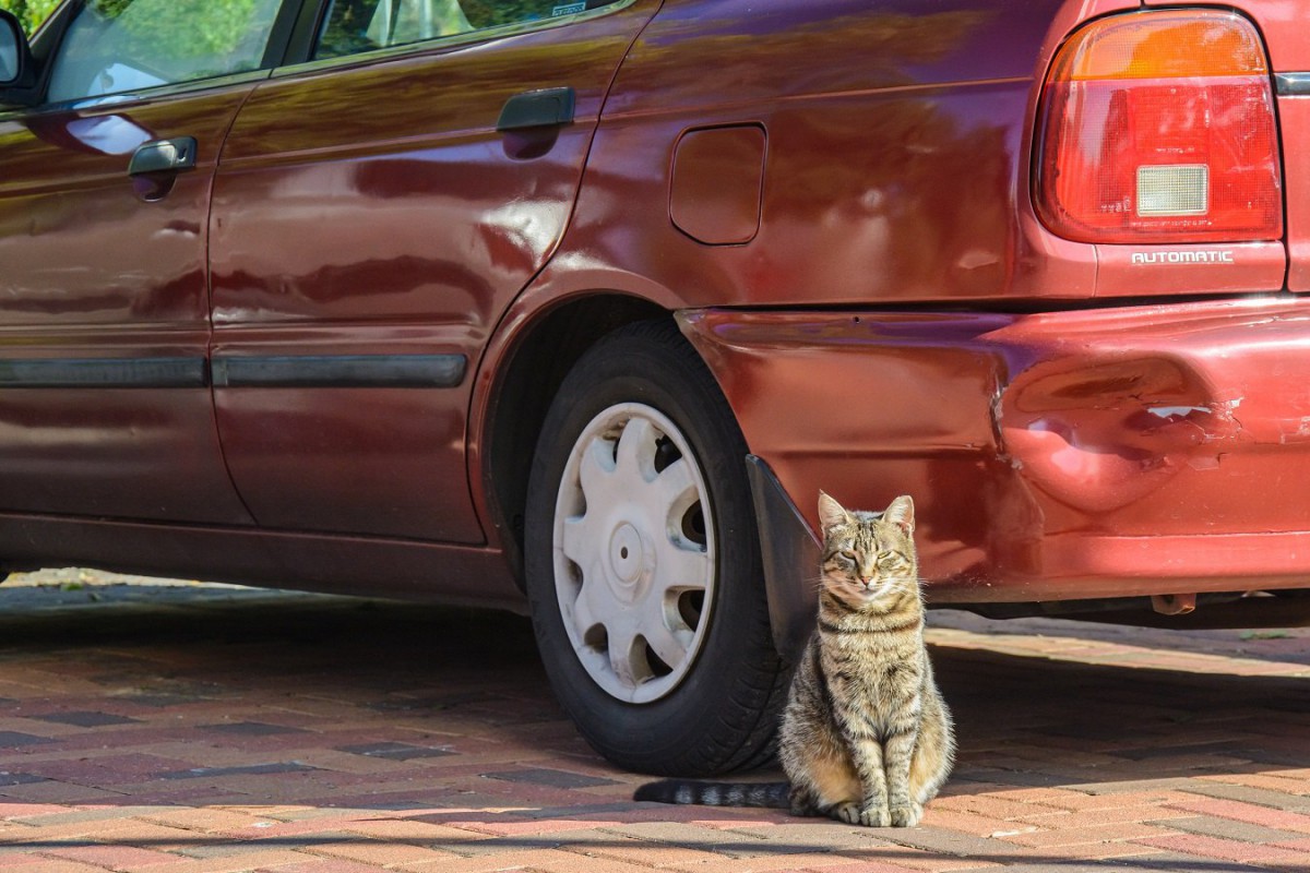 猫が急な飛び出しをする心理と防止策３つ